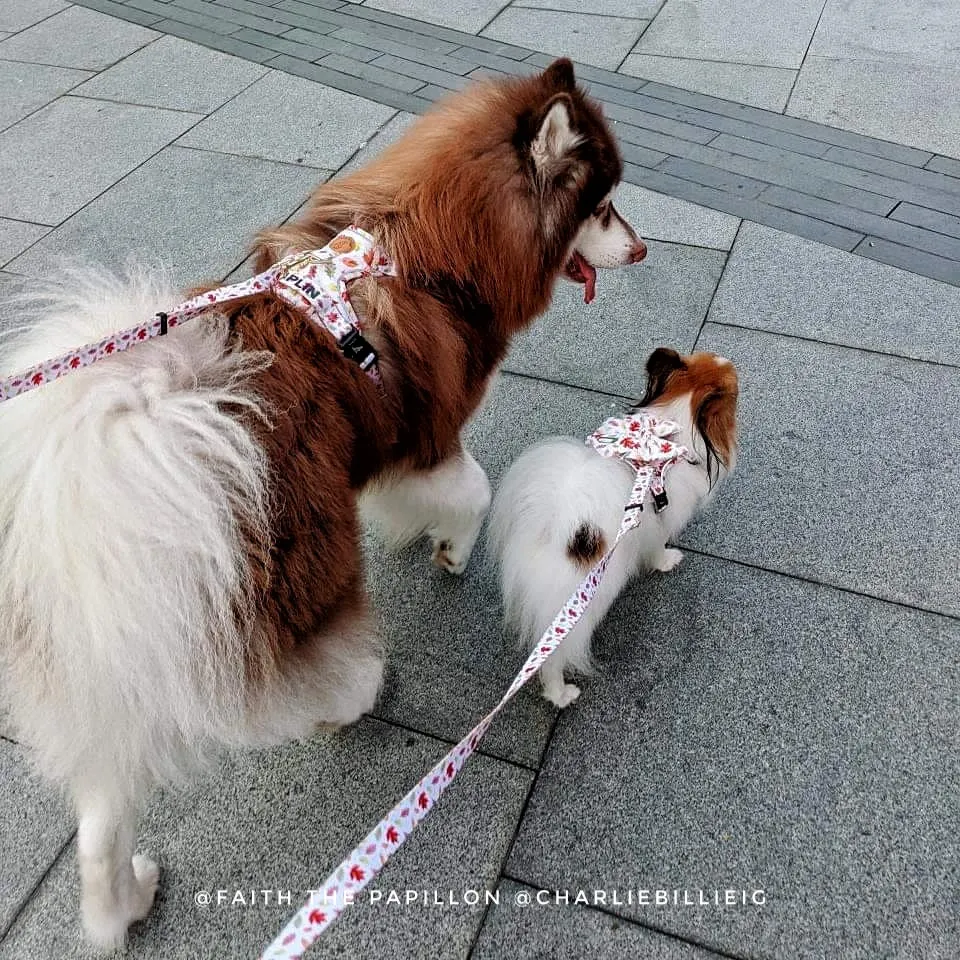 Convertible Leash