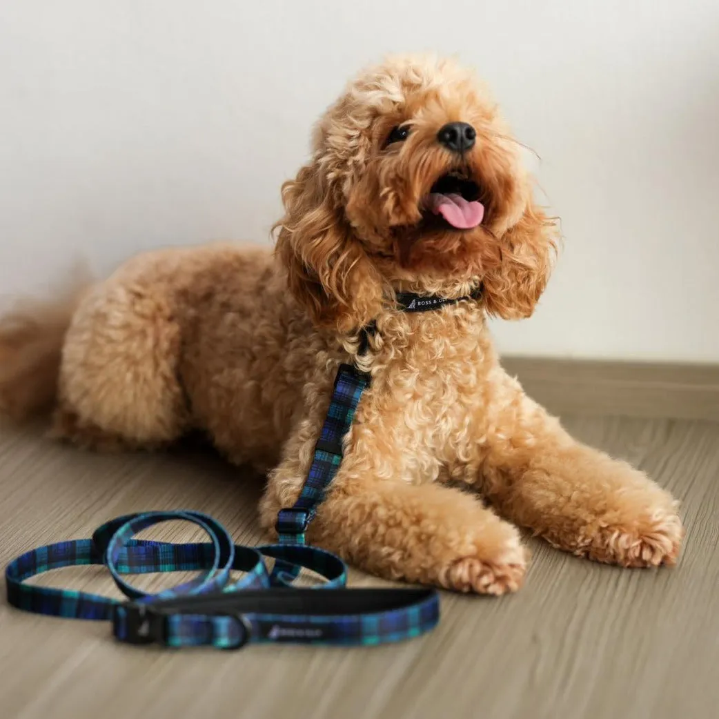 Convertible Leash
