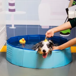 Dog Pool