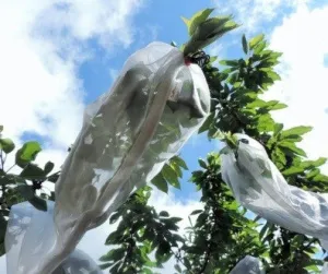Fruit Protection Sleeves